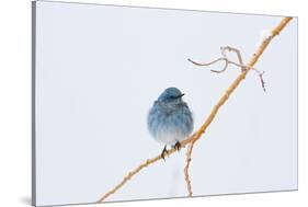 Wyoming, Sublette County, Migrating Mountain Bluebird Perched-Elizabeth Boehm-Stretched Canvas