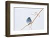Wyoming, Sublette County, Migrating Mountain Bluebird Perched-Elizabeth Boehm-Framed Photographic Print