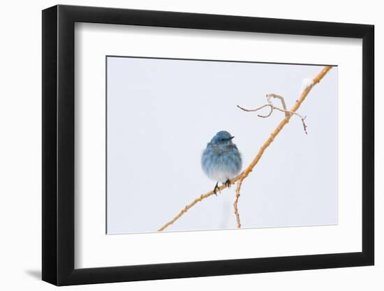 Wyoming, Sublette County, Migrating Mountain Bluebird Perched-Elizabeth Boehm-Framed Photographic Print