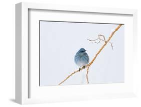 Wyoming, Sublette County, Migrating Mountain Bluebird Perched-Elizabeth Boehm-Framed Photographic Print