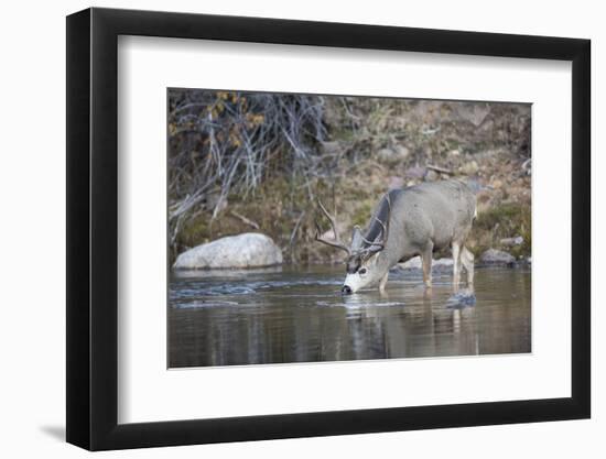 Wyoming, Sublette County, Mule Deer Buck Drinking Water from River-Elizabeth Boehm-Framed Photographic Print