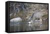 Wyoming, Sublette County, Mule Deer Buck Drinking Water from River-Elizabeth Boehm-Framed Stretched Canvas