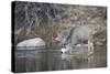 Wyoming, Sublette County, Mule Deer Buck Drinking Water from River-Elizabeth Boehm-Stretched Canvas