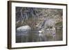 Wyoming, Sublette County, Mule Deer Buck Drinking Water from River-Elizabeth Boehm-Framed Photographic Print