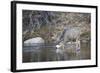 Wyoming, Sublette County, Mule Deer Buck Drinking Water from River-Elizabeth Boehm-Framed Photographic Print