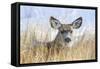 Wyoming, Sublette County, Mule Deer Doe Resting in Grasses-Elizabeth Boehm-Framed Stretched Canvas