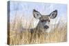 Wyoming, Sublette County, Mule Deer Doe Resting in Grasses-Elizabeth Boehm-Stretched Canvas