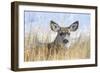 Wyoming, Sublette County, Mule Deer Doe Resting in Grasses-Elizabeth Boehm-Framed Photographic Print