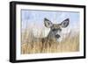 Wyoming, Sublette County, Mule Deer Doe Resting in Grasses-Elizabeth Boehm-Framed Photographic Print