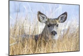 Wyoming, Sublette County, Mule Deer Doe Resting in Grasses-Elizabeth Boehm-Mounted Photographic Print