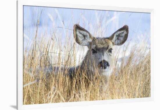 Wyoming, Sublette County, Mule Deer Doe Resting in Grasses-Elizabeth Boehm-Framed Photographic Print
