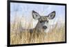 Wyoming, Sublette County, Mule Deer Doe Resting in Grasses-Elizabeth Boehm-Framed Photographic Print