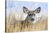 Wyoming, Sublette County, Mule Deer Doe Resting in Grasses-Elizabeth Boehm-Stretched Canvas