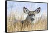 Wyoming, Sublette County, Mule Deer Doe Resting in Grasses-Elizabeth Boehm-Framed Stretched Canvas