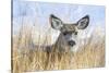 Wyoming, Sublette County, Mule Deer Doe Resting in Grasses-Elizabeth Boehm-Stretched Canvas