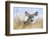 Wyoming, Sublette County, Mule Deer Doe Resting in Grasses-Elizabeth Boehm-Framed Photographic Print