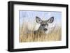 Wyoming, Sublette County, Mule Deer Doe Resting in Grasses-Elizabeth Boehm-Framed Photographic Print