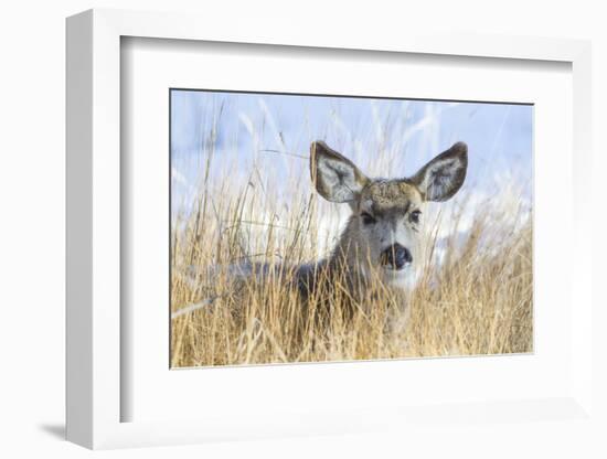 Wyoming, Sublette County, Mule Deer Doe Resting in Grasses-Elizabeth Boehm-Framed Photographic Print