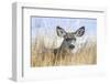 Wyoming, Sublette County, Mule Deer Doe Resting in Grasses-Elizabeth Boehm-Framed Photographic Print