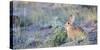 Wyoming, Sublette County, Nuttalls Cottontail Rabbit-Elizabeth Boehm-Stretched Canvas