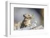 Wyoming, Sublette County, Pika with Mouthful of Plants for Haystack-Elizabeth Boehm-Framed Photographic Print