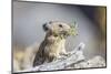 Wyoming, Sublette County, Pika with Mouthful of Plants for Haystack-Elizabeth Boehm-Mounted Photographic Print