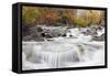 Wyoming, Sublette County, Pine Creek Flowing Through Autumn Foliage-Elizabeth Boehm-Framed Stretched Canvas