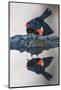 Wyoming, Sublette County. Pinedale, a male Red-winged Blackbird-Elizabeth Boehm-Mounted Photographic Print