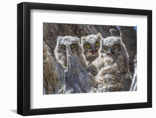 Wyoming, Sublette County. Pinedale, three Great Horned owl chicks look out from their nest-Elizabeth Boehm-Framed Photographic Print