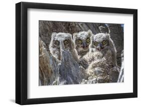 Wyoming, Sublette County. Pinedale, three Great Horned owl chicks look out from their nest-Elizabeth Boehm-Framed Photographic Print