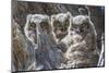 Wyoming, Sublette County. Pinedale, three Great Horned owl chicks look out from their nest-Elizabeth Boehm-Mounted Photographic Print