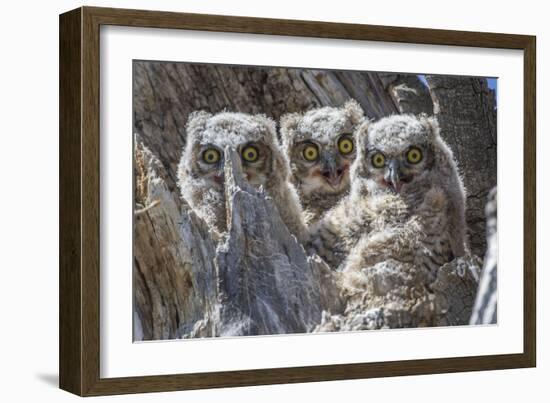 Wyoming, Sublette County. Pinedale, three Great Horned owl chicks look out from their nest-Elizabeth Boehm-Framed Photographic Print