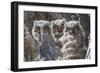 Wyoming, Sublette County. Pinedale, three Great Horned owl chicks look out from their nest-Elizabeth Boehm-Framed Photographic Print