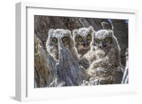 Wyoming, Sublette County. Pinedale, three Great Horned owl chicks look out from their nest-Elizabeth Boehm-Framed Photographic Print