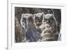 Wyoming, Sublette County. Pinedale, three Great Horned owl chicks look out from their nest-Elizabeth Boehm-Framed Photographic Print