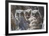 Wyoming, Sublette County. Pinedale, three Great Horned owl chicks look out from their nest-Elizabeth Boehm-Framed Photographic Print