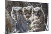 Wyoming, Sublette County. Pinedale, three Great Horned owl chicks look out from their nest-Elizabeth Boehm-Mounted Photographic Print