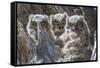 Wyoming, Sublette County. Pinedale, three Great Horned owl chicks look out from their nest-Elizabeth Boehm-Framed Stretched Canvas