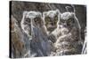 Wyoming, Sublette County. Pinedale, three Great Horned owl chicks look out from their nest-Elizabeth Boehm-Stretched Canvas