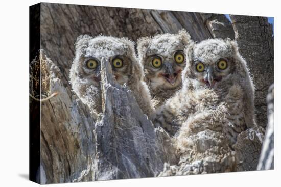 Wyoming, Sublette County. Pinedale, three Great Horned owl chicks look out from their nest-Elizabeth Boehm-Stretched Canvas