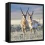 Wyoming, Sublette County, Pronghorn Bucks in Morning Light-Elizabeth Boehm-Framed Stretched Canvas