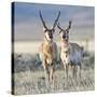 Wyoming, Sublette County, Pronghorn Bucks in Morning Light-Elizabeth Boehm-Stretched Canvas