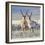 Wyoming, Sublette County, Pronghorn Bucks in Morning Light-Elizabeth Boehm-Framed Photographic Print