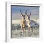 Wyoming, Sublette County, Pronghorn Bucks in Morning Light-Elizabeth Boehm-Framed Photographic Print