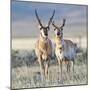 Wyoming, Sublette County, Pronghorn Bucks in Morning Light-Elizabeth Boehm-Mounted Photographic Print