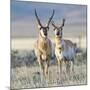 Wyoming, Sublette County, Pronghorn Bucks in Morning Light-Elizabeth Boehm-Mounted Photographic Print