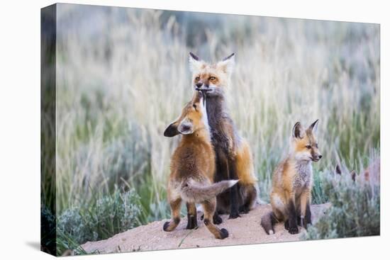 Wyoming, Sublette County. Red fox kit greets it's mom with a kiss as she returning to the den site.-Elizabeth Boehm-Stretched Canvas