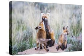 Wyoming, Sublette County. Red fox kit greets it's mom with a kiss as she returning to the den site.-Elizabeth Boehm-Stretched Canvas