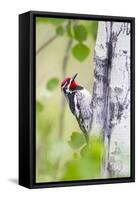 Wyoming, Sublette County, Red Naped Sapsucker on Aspen Tree-Elizabeth Boehm-Framed Stretched Canvas