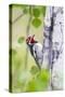 Wyoming, Sublette County, Red Naped Sapsucker on Aspen Tree-Elizabeth Boehm-Stretched Canvas